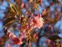 Japanische Kirschblten vor einem unscharfen Hintergrund von Kirschblten