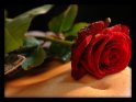 Rote Rose auf einem mit Wassertropfen bedeckten Bauch