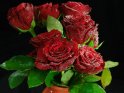 Ein Strauß roter Rosen, die über und über mit Wassertropfen bedeckt sind.