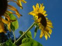 Leuchtende Sonnenblume vor blauem Himmel, aufgenommen aus der Froschperspektive