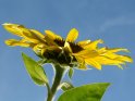 Sonnenblume aus der Froschperspektive