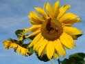 Sonnenblume mit einer Biene vor leicht bewölktem Himmel