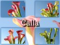 Grußkarte mit einer Komposition von mehreren Bildern eines aus Zimmercalla bestehenden Blunenstraußes und dem Schriftzug Calla