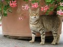 Katze steht vor einem großen Blumentopf