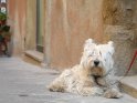 Hund in der Toskana