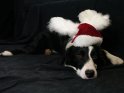 Hund mit Weihnachtsmütze und Engelsflügeln