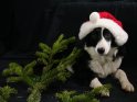 Hund mit Weihnachtsmütze und Tannenzweig