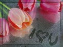 Tulpen auf einer mit Wassertropfen bedeckten Spiegelfläche. Darin wurde der Schriftzug I Herz U gemalt.