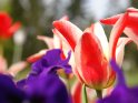 Rotweiße Tulpen mit Stiefmütterchen im Vordergrund