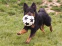 Hund stürmt mit seinem Fußball auf die Kamera zu