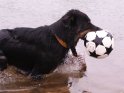 Hund mit einem Fußball im Wasser