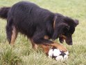 Hund testet die Belastbarkeit eines Fußballs - offenbar zu wenig Luft drin