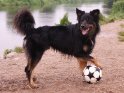 Hund präsentiert stolz seinen Fußball