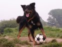 Hund beim Fußballspiel