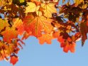 Herbstlich farbenfroh gefärbte Ahornblätter