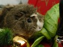 Niedliches Meerschweinchen mit einem Salatblatt, umgeben von diversen Weihnachtsartikeln.