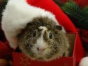 Meerschweinchen sitzt mit einer Weihnachtsmütze in einer Kiste und schaut heraus.