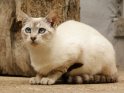 Weiße Katze mit leuchten blauen Augen