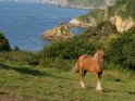 Pferd mit dem Atlantik an der Spanischen Nordküste im Hintergrund