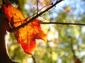 Herbstlich buntes Ahornblatt hängt an einem Baum