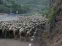 Schafsherde auf ihrem Weg über die Straße - Die Autos durften dieser Wanderung etwa 1-2 Kilometer hinterherfahren
