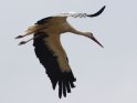 Storch setzt zur Landung an
