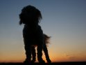 Hund bei Sonnenuntergang im Gegenlich