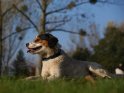 Parson-Russell-Terrier liegt im Gras