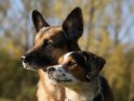 Parson-Russell-Terrier und Schäferhund