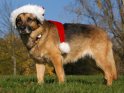 Schäferhund mit Weihnachtsmütze