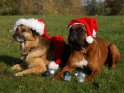 Zwei Hunde mit Weihnachtsmützen und Weihnachtsbaumschmuck