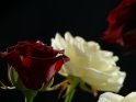 Rote Rosen mit einer Weißen Rose vor schwarzem Hintergrund