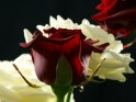 Rote Rose vor weißen Rosen mit einem schwarzen Hintergrund