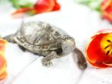 Schildkröte mit Tulpen