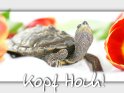 Fröhliche Aufmunterungskarte mit einer Schildkröte