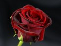 Rote Rose vor schwarzem Hintergrund