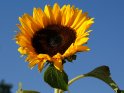 Foto einer Sonnenblume vor blauem Himmel