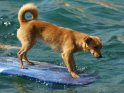Hund auf einem Surfbrett im Wasser