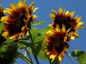 Dieses Motiv findet sich seit dem 27. September 2009 in der Kategorie Sonnenblumen.