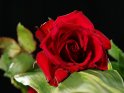 Rote Rose auf einem Blatt