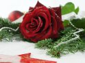 Weihnachtsbild mit einer von vereinzelten Schneeflocken bedeckten Rose auf einem Tannenzweig. Darber ist eine silberne Perlenkette gelegt. 
Im Vordergrund ist die Hlfte eines roten Weihnachtssterns zu sehen und im Hintergrund lsst sich eine Weihnachtsbaumkugel erkennen.