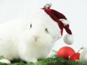 Weißes Kaninchen mit einer Weihnachtsmütze und mehreren Weihnachtskugeln sitzt auf einem Tannenzweig.