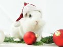 Weißes Weihnachtskaninchen mit Mütze vor einem weißen Hintergrund