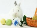 Ein weißes Kaninchen mit Blume, Ostereiern und einem Korb