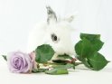 Kaninchen mit Rose