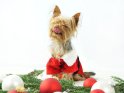 Kleiner Hund im Weihnachtskostüm leckt sich die Nase
