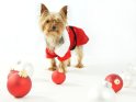 Kleiner Hund im Weihnachtskostüm vor weißem Hintergrund