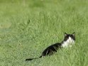 Katze versteckt sich im Gras