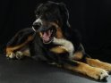 Liegender Hund vor schwarzem Hintergrund präsentiert Zunge und Zähne.
