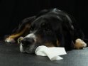 Ein auf dem Boden liegender Hund mit einem Taschentuch